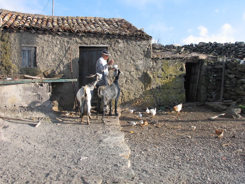 Cabrero de Teno